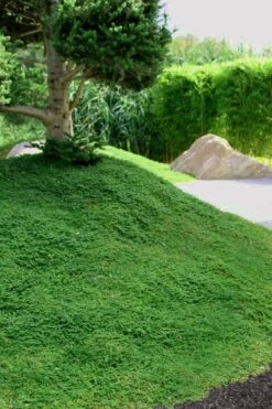 Dwarf Rupturewort Green Carpet (Herniaria Glabra) - 5 Pack Of Quart Pots -Plantify Shop Herniaria Dwarf Rutpurewort 25