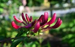 Peaches & Cream Fragrant Honeysuckle - Lonicera Periclymenum - 5 Gallon Pot -Plantify Shop Honeysuckle Peaches And Cream 10 1