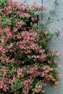 Peaches & Cream Fragrant Honeysuckle - Lonicera Periclymenum - 5 Gallon Pot -Plantify Shop Honeysuckle Peaches And Cream 12 1