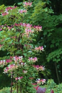 Peaches & Cream Fragrant Honeysuckle - Lonicera Periclymenum - 3 Gallon Pot -Plantify Shop Honeysuckle Peaches And Cream 13