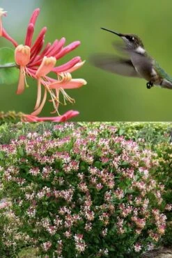 Peaches & Cream Fragrant Honeysuckle - Lonicera Periclymenum - 3 Gallon Pot -Plantify Shop Honeysuckle Peaches And Cream 2 500x750 1
