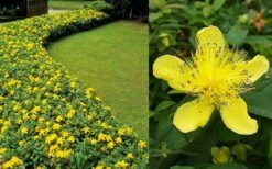 Creeping St Johns Wort (Hypericum Calycinum) - 5 Pack Of Quart Pots -Plantify Shop Hypericum Calycinum 2 1