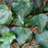 Algerian Ivy - Hedera Helix - 6 Pack Of Pint Pots -Plantify Shop Ivy Algerian 500x750 1