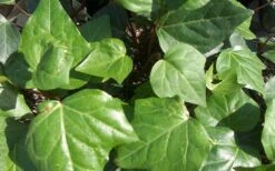 Algerian Ivy - Hedera Helix - 6 Pack Of Pint Pots -Plantify Shop Ivy Algerian Closeup