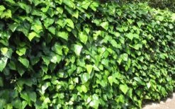 Algerian Ivy - Hedera Helix - 6 Pack Of Pint Pots -Plantify Shop Ivy Algerian Landscape