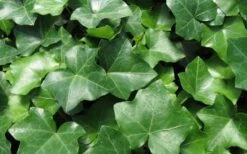 English Ivy - Hedera Helix - 18 Count Flat Of Pint Pots -Plantify Shop Ivy English 1