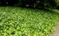 English Ivy - Hedera Helix - 18 Count Flat Of Pint Pots -Plantify Shop Ivy English 2