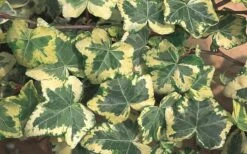 Golden Ingot Ivy - Hedera Helix - 3 Pack Of Pint Pots -Plantify Shop Ivy Golden Ingot
