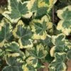 Golden Ingot Ivy - Hedera Helix - 3 Pack Of Pint Pots -Plantify Shop Ivy Golden Ingot 500x750 1