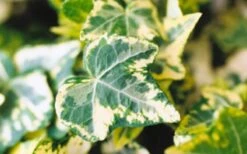Golden Ingot Ivy - Hedera Helix - 3 Pack Of Pint Pots -Plantify Shop Ivy Golden Ingot Closeup