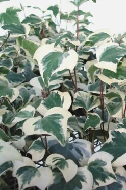 Variegated Algerian Ivy (Hedera Algeriensis 'Gloire De Marengo') - 18 Pack Of Pint Pots -Plantify Shop Ivy Variegated Algerian 500x750 1