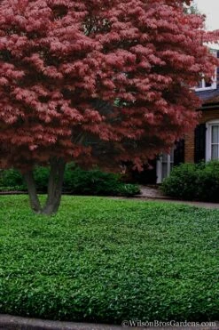 Asian Jasmine (Trachelospermum Asiaticum) - 72 Pack Of 3.5" Pint Pots -Plantify Shop Jasmine Asian 21