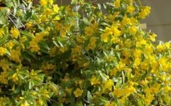 Butterscotch Yellow Jasmine (Jessamine) - Gelsemium Sempervirens - 1 Gallon Pot 17 Butterscotch Yellow Jasmine (Jessamine) - Gelsemium Sempervirens - 1 Gallon Pot -Plantify Shop Jasmine Butterscotch 51