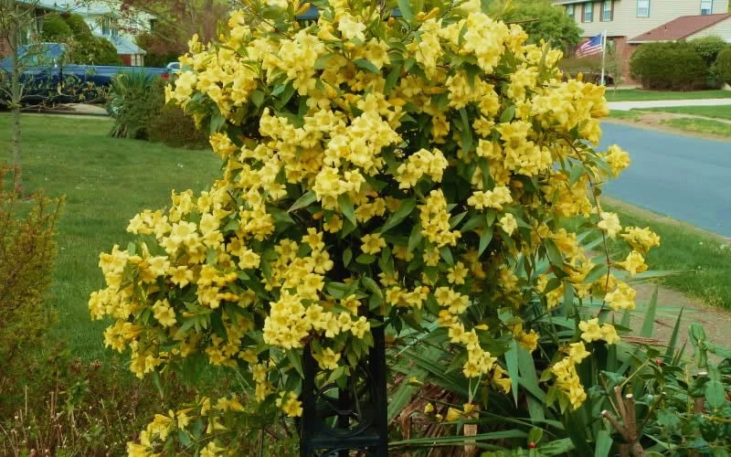 Butterscotch Yellow Jasmine (Jessamine) - Gelsemium Sempervirens - 1 Gallon Pot 6 Butterscotch Yellow Jasmine (Jessamine) - Gelsemium Sempervirens - 1 Gallon Pot - Image 4