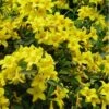 Butterscotch Yellow Jasmine (Jessamine) - Gelsemium Sempervirens - 1 Gallon Pot 2 Butterscotch Yellow Jasmine (Jessamine) - Gelsemium Sempervirens - 1 Gallon Pot -Plantify Shop Jasmine Butterscotch Rev 500x750 1