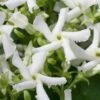 Star Jasmine Vine (Trachelospermum Jasminoides) - 6 Pack Of 1 Gallon Pots -Plantify Shop Jasmine Confederate 500x750 2