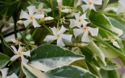 Variegated Confederate Jasmine - Trachelospermum Jasminoides - 1 Gallon Pot -Plantify Shop Jasmine Confederate Variegated Flowers 1