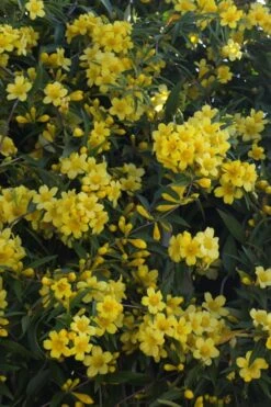 Duet Yellow Jasmine (Jessamine) - 2 Gallon Pot -Plantify Shop Jasmine Duet 5