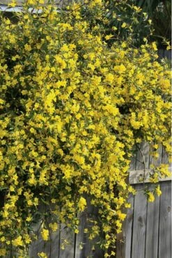Duet Yellow Jasmine (Jessamine) - 2 Gallon Pot -Plantify Shop Jasmine Duet 8