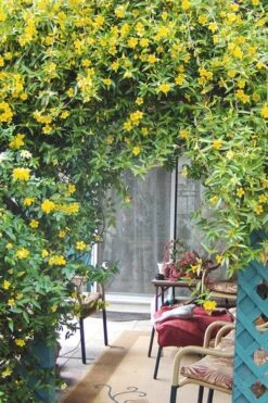 Duet Yellow Jasmine (Jessamine) - 2 Gallon Pot -Plantify Shop Jasmine Duet 9