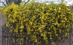 Duet Yellow Jasmine (Jessamine) - 2 Gallon Pot -Plantify Shop Jasmine Duet On Fence