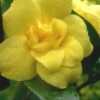 Pride Of Augusta Double Flowering Carolina Jasmine - 3 Gallon Pot -Plantify Shop Jasmine Pride Of Augusta 1