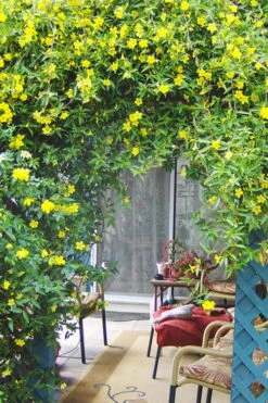 Pride Of Augusta Double Flowering Carolina Jasmine - 3 Gallon Pot -Plantify Shop Jasmine Pride Of Augusta 2