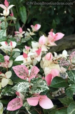 Snow N Summer Asiatic Jasmine - 15 Count Flat Of Quart Pots -Plantify Shop Jasmine Snow n Summer 20