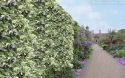 Variegated Confederate Jasmine - Trachelospermum Jasminoides - 3 Gallon Pot -Plantify Shop Jasmine Variegated Confederate 11