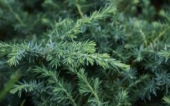 Blue Pacific Juniper - 1 Gallon Pot -Plantify Shop Juniper Blue Pacific 12