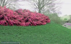 Blue Pacific Juniper - 1 Gallon Pot -Plantify Shop Juniper Blue Pacific 16