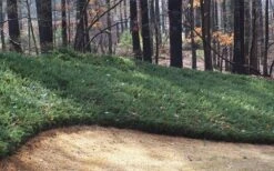 Blue Pacific Juniper - 1 Gallon Pot -Plantify Shop Juniper Blue Pacific