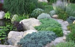 Blue Star Juniper - 2 Gallon Pot -Plantify Shop Juniper Blue Star 14