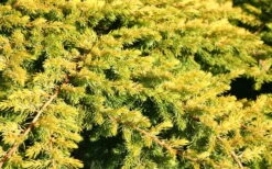 All Gold Golden Pacific Juniper - 3 Gallon Pot -Plantify Shop Juniper Golden Pacific 10