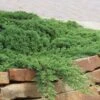 Green Mound Juniper - 2 Gallon Pot -Plantify Shop Juniper Green Mound 10
