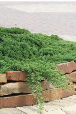 Green Mound Juniper - 2 Gallon Pot