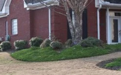 Green Mound Juniper - 2 Gallon Pot -Plantify Shop Juniper Green Mound