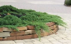 Green Mound Juniper - 2 Gallon Pot -Plantify Shop Juniper Green Mound 4