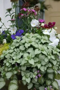 Beacon Silver Lamium - 5 Pack Of Pint Pots -Plantify Shop Lamium Beacons Silver 2