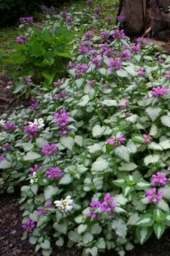 Beacon Silver Lamium - 5 Pack Of Pint Pots -Plantify Shop Lamium Beacons Silver 3