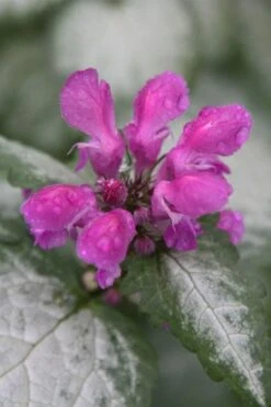 Beacon Silver Lamium - 5 Pack Of Pint Pots -Plantify Shop Lamium Beacons Silver 4