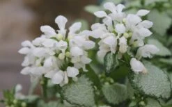White Nancy Lamium - 5 Pack Of Pint Pots -Plantify Shop Lamium White Nancy 1