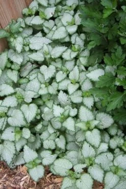 White Nancy Lamium - 5 Pack Of Pint Pots -Plantify Shop Lamium White Nancy 3