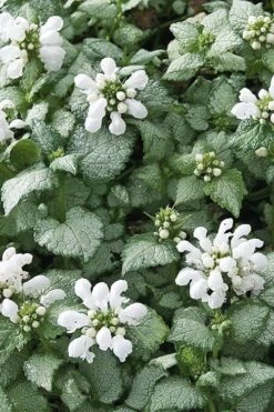 White Nancy Lamium - 5 Pack Of Pint Pots -Plantify Shop Lamium White Nancy 4