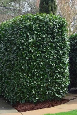 Schip Laurel (Prunus Laurocersasus 'Schipkaensis') - 6 Pack Of 1 Gallon Pots -Plantify Shop Laurel Schip 2