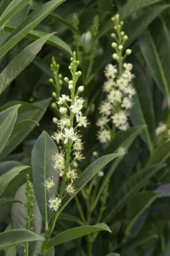 Schip Laurel (Prunus Laurocersasus 'Schipkaensis') - 6 Pack Of 1 Gallon Pots -Plantify Shop Laurel Schip 3