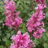 Bloomerang Dwarf Pink Lilac - 3 Gallon Pot -Plantify Shop Lilac Bloomerang Dwarf Pink 1