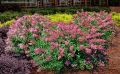 Bloomerang Dwarf Pink Lilac - 3 Gallon Pot -Plantify Shop Lilac Bloomerang Dwarf Pink 2