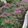 Bloomerang Dwarf Purple Lilac - 2 Gallon Pot -Plantify Shop Lilac Bloomerang Dwarf Purple 1