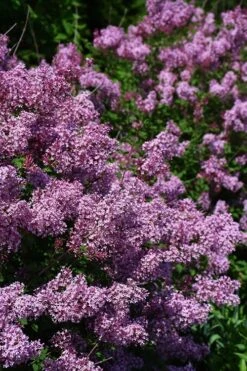Bloomerang Dwarf Purple Lilac - 2 Gallon Pot -Plantify Shop Lilac Bloomerang Dwarf Purple 2